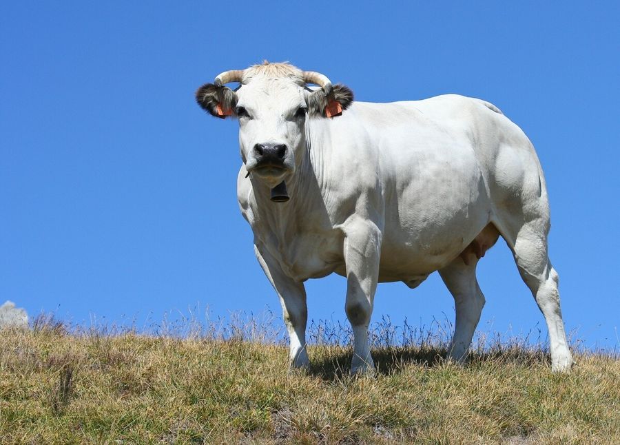 Bovino al pascolo