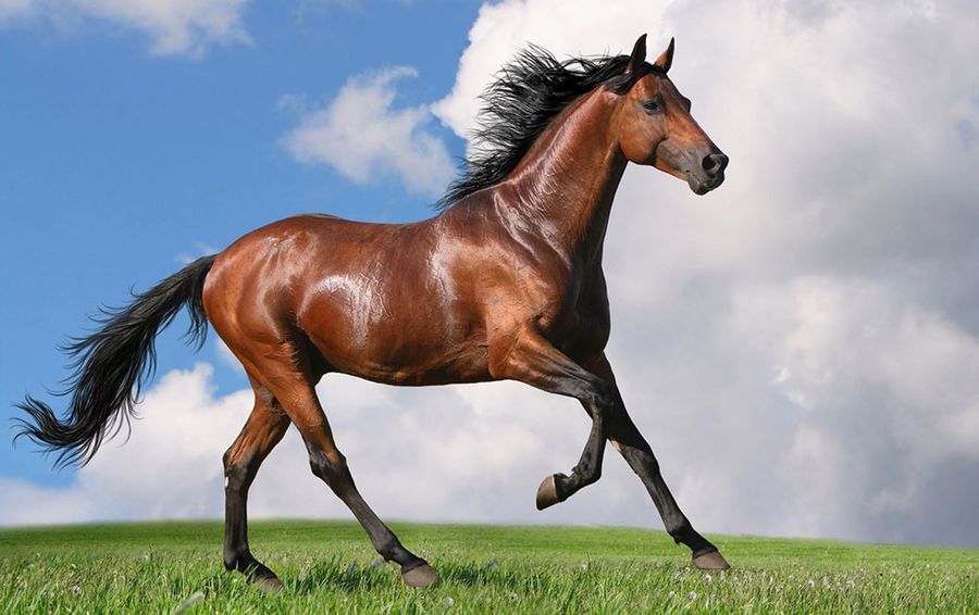 Cavallo al galoppo